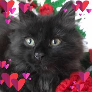 Meet your Posher, Pam